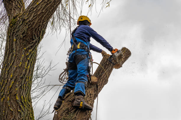 Best Stump Grinding Near Me  in Iyanbito, NM